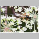 Coeloides rossicus - Brackwespe 01c 11mm - OS-Hellern Wiese det06.jpg
